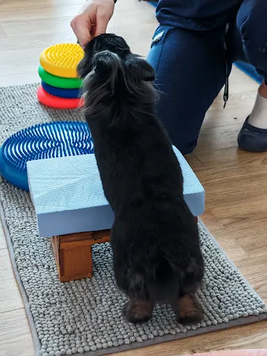 Behawiorysta królików, fizjoterapeuta królików i gryzoni - Bunny Insights Agnieszka Sabała